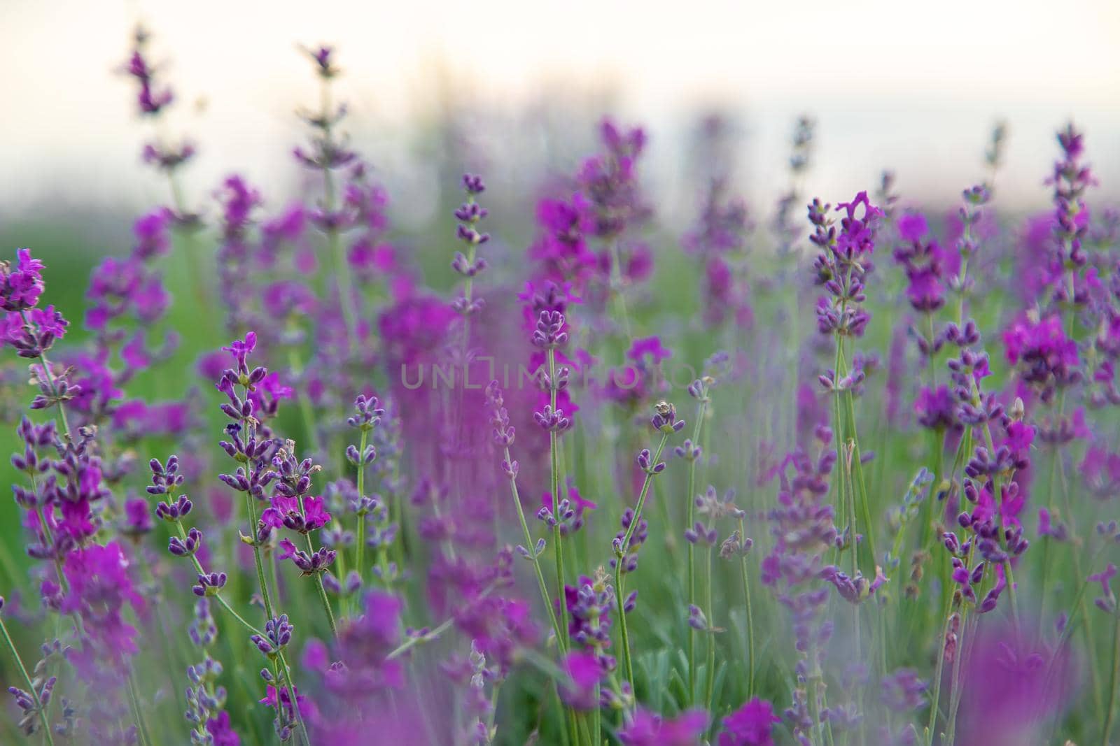 Lavender blossoms in a beautiful background field. Selective focus. Nature.