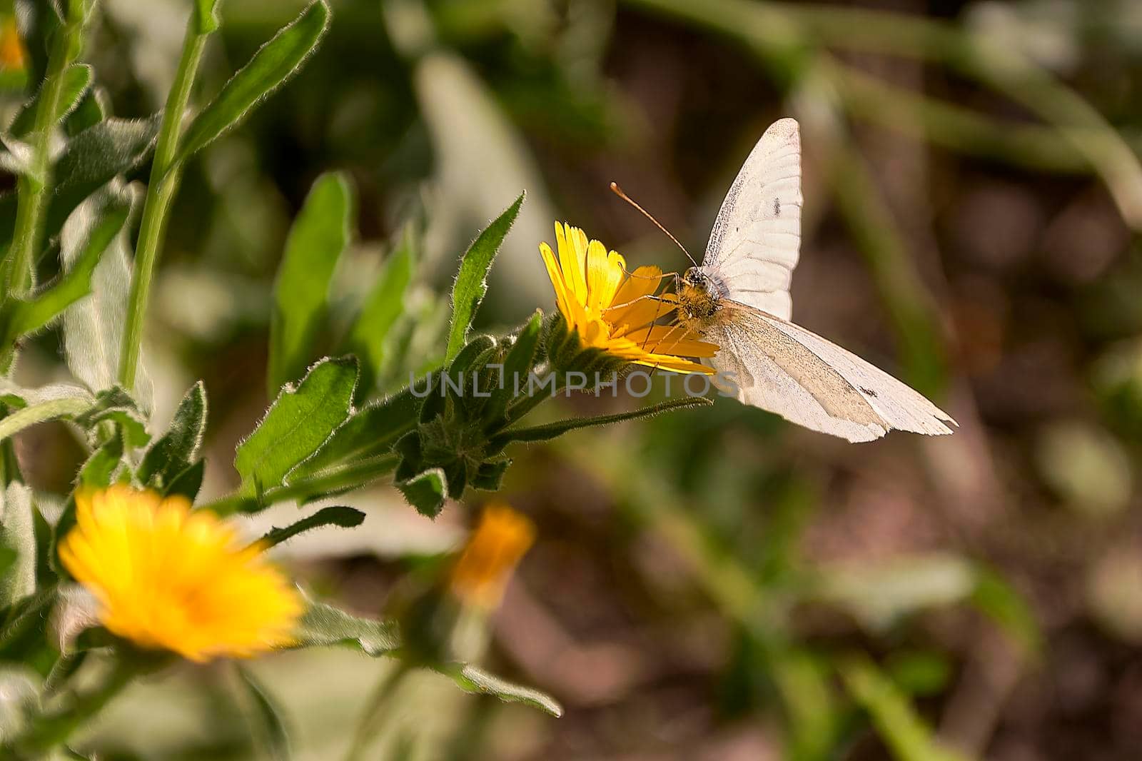 A white butterfly on a yellow flower by raul_ruiz