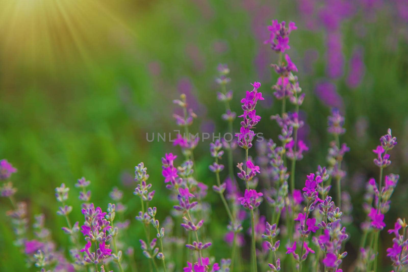 Lavender blossoms in a beautiful background field. Selective focus. Nature.