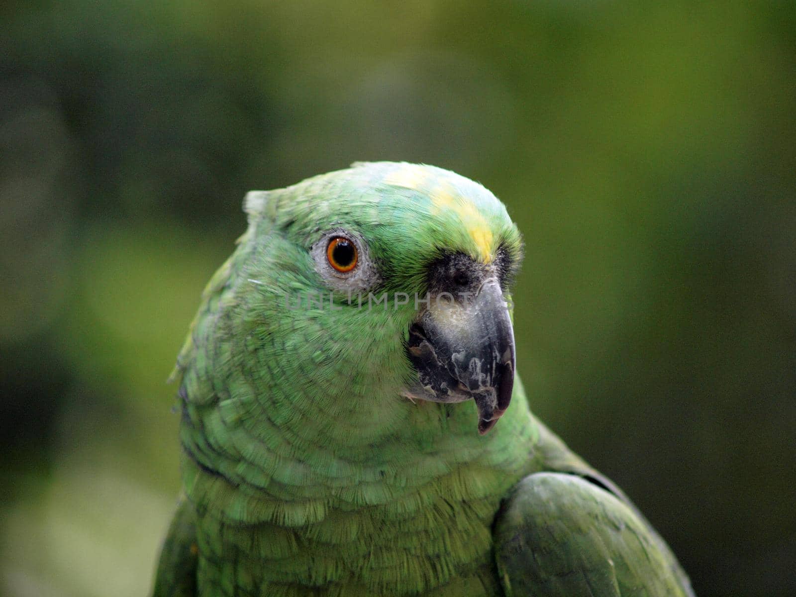 Close-up of Green Parrot with a blur green garden background