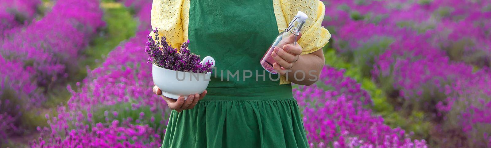 A woman collects lavender for essential oil. Selective focus. by yanadjana