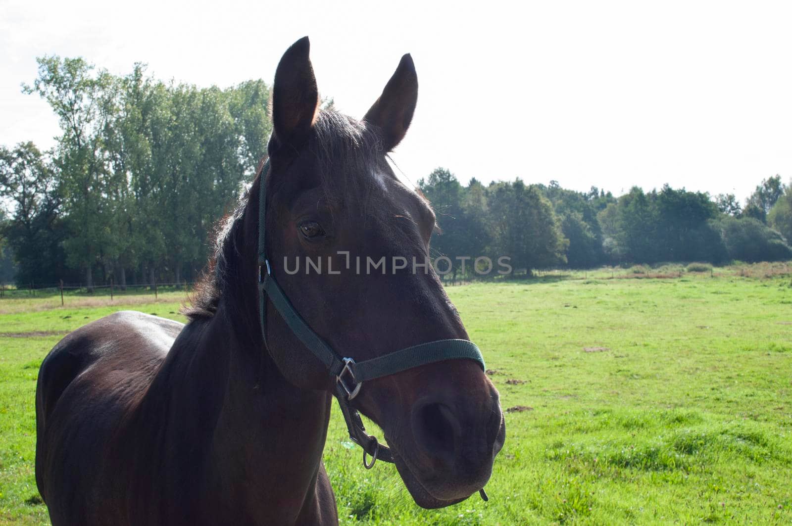 horses graze on green grass in the rays of the setting sun landscape countryside. High quality photo