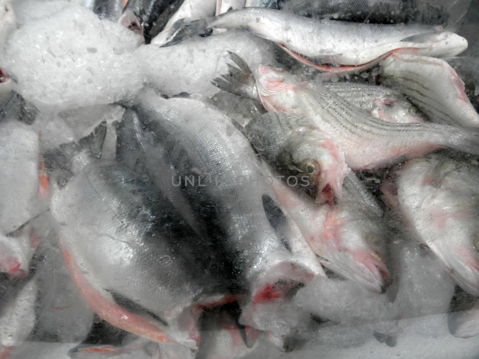 Frozen in a block of Ice Fish for sale at store