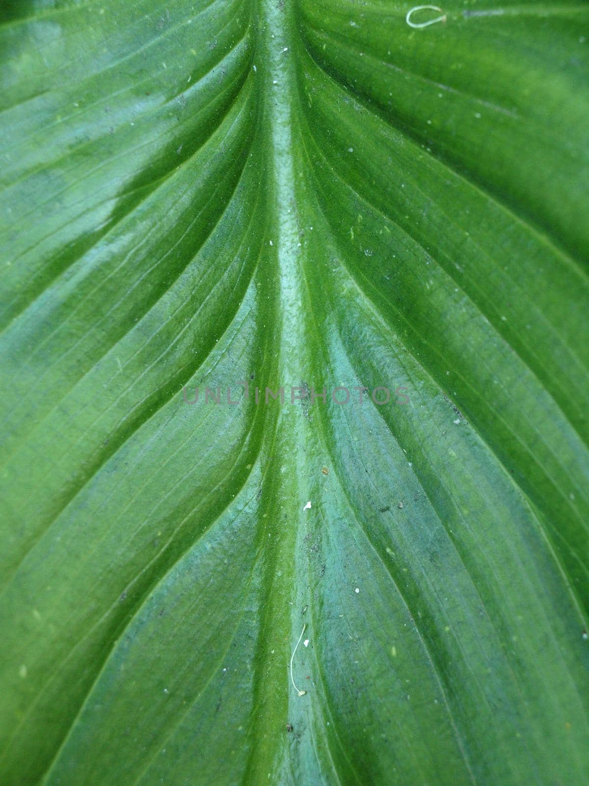 Macro of the surface of a green leaf lots of veins stretching out from the center. 