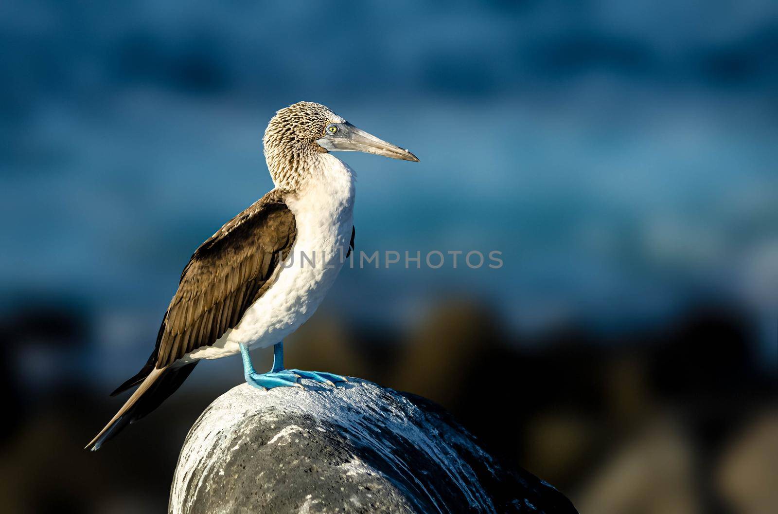 Photo of Blue-footed boobies are one of the three booby species. with selective focus on the bird