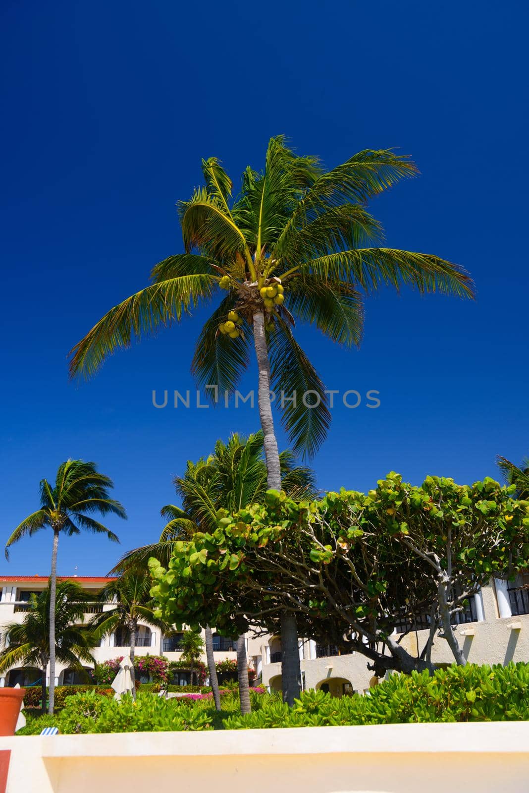 Cocos palm with cocos nuts in Playa del Carmen, Mexico.