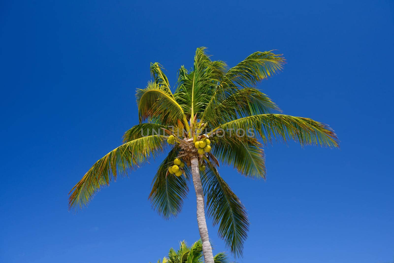Cocos palm with cocos nuts in Playa del Carmen, Mexico by Eagle2308