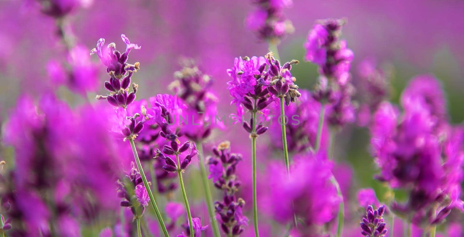 Lavender blossoms in a beautiful background field. Selective focus. Nature.