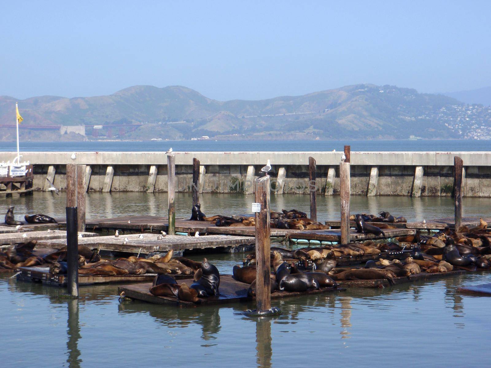 Sea Lions rest near Pier 39 in San Francisco with Marin in the distance.