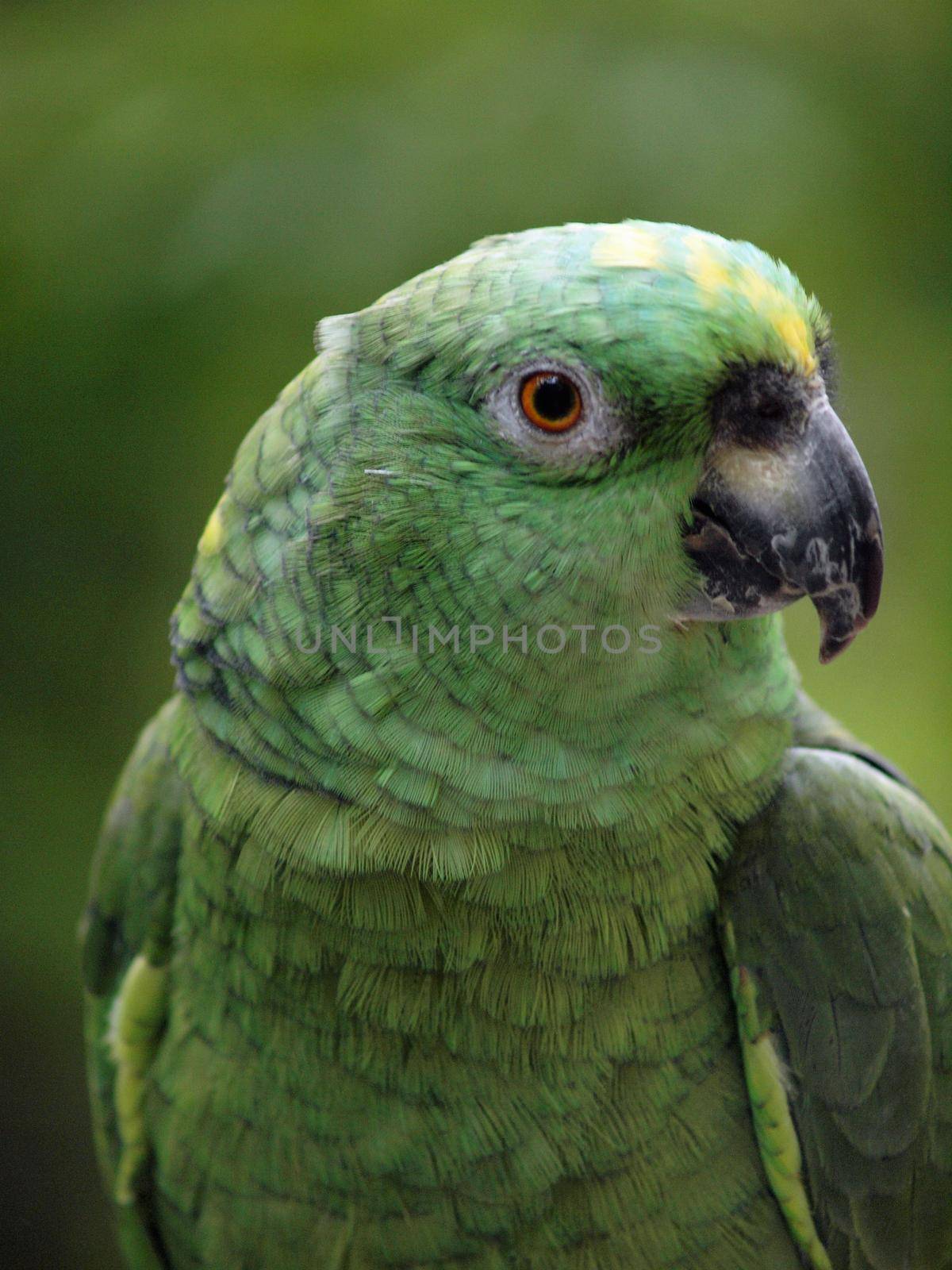 Close-up of Green Parrot with a tilted head by EricGBVD