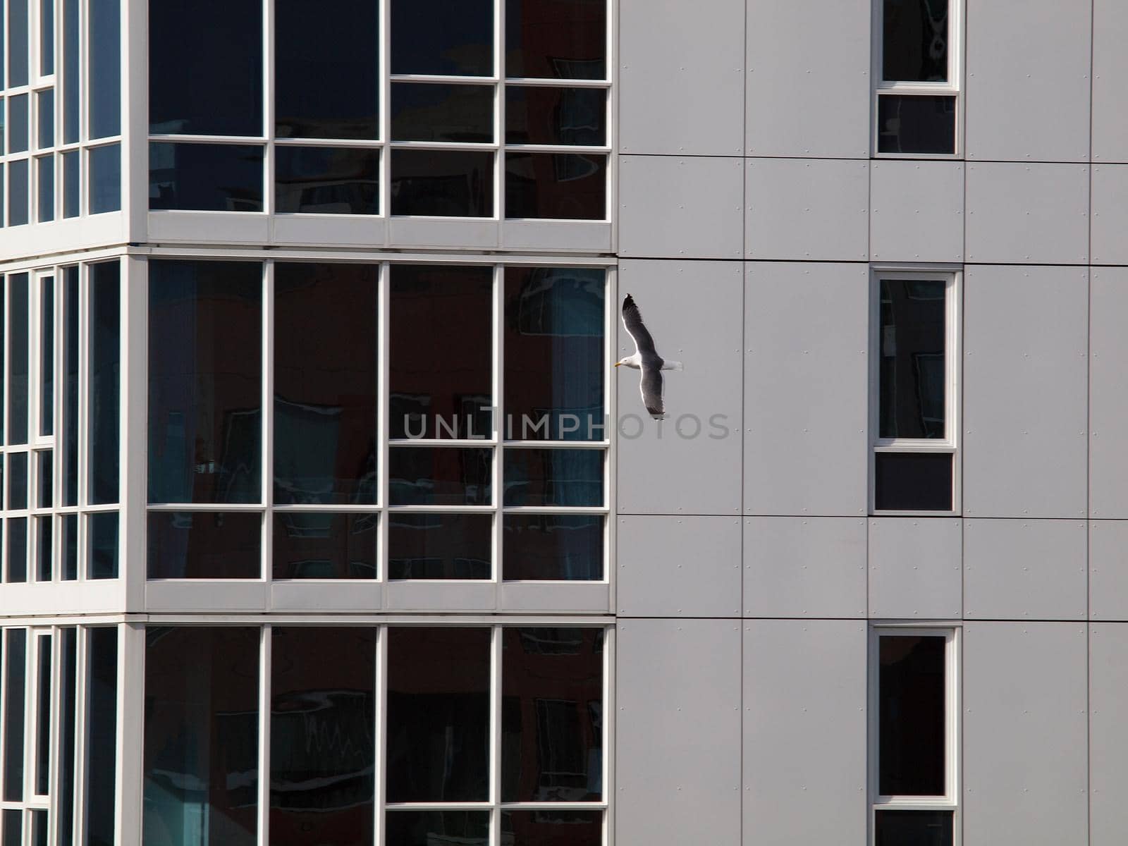 Western Gull flies by Building with blue windows reflecting other buildings