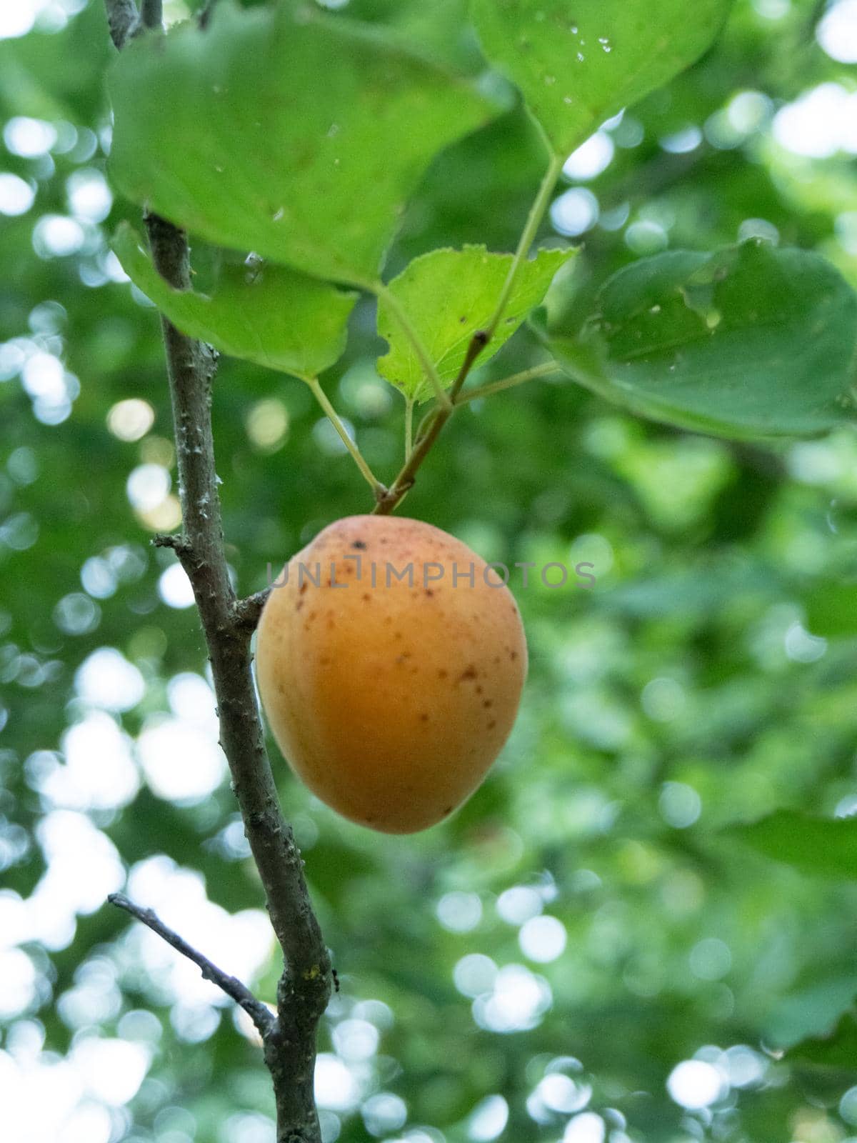 yellow orange apricots hang and ripen on a tree branch in the garden in summer