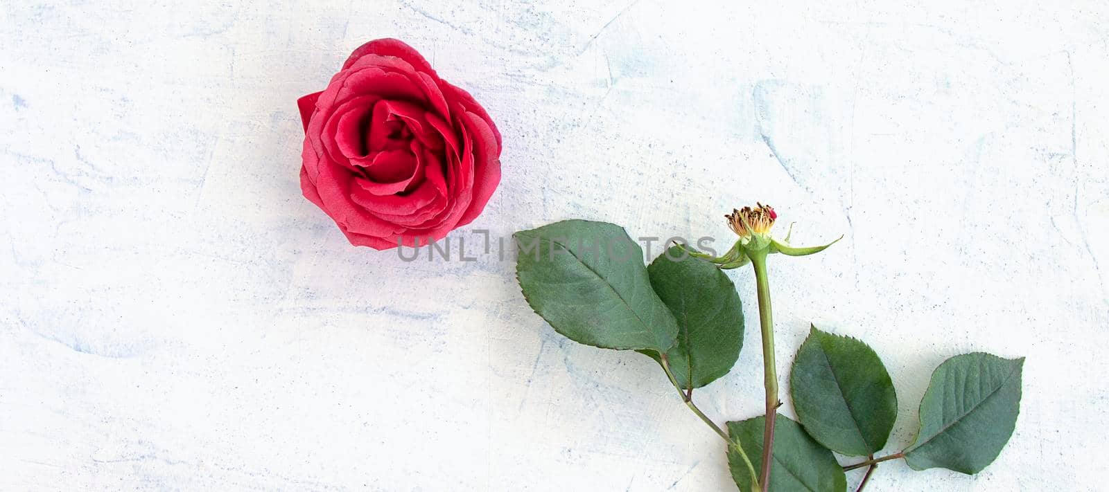 banner with scarlet rose with green leaves. rose petals of bud, separated from stem and leaves on textured background. top view and side view at the same time. by Leoschka