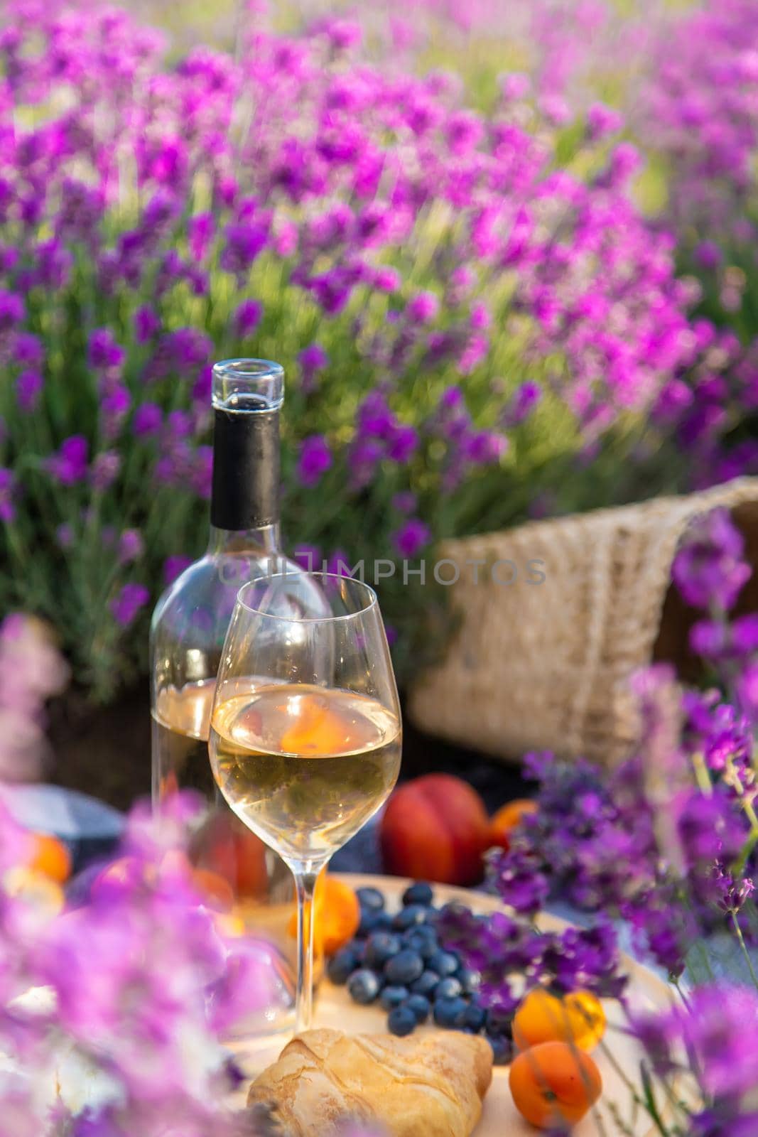 The girl is resting in a lavender field, drinking wine. Selective focus. Relaxation