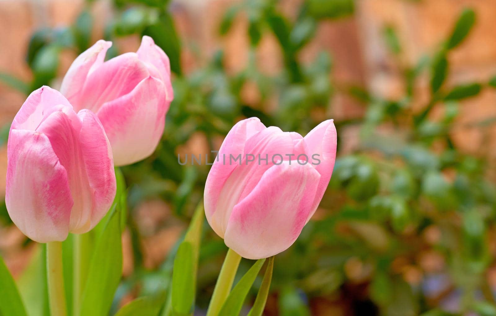 Three pink tulips on a background of green branches and a brick wall. by jovani68