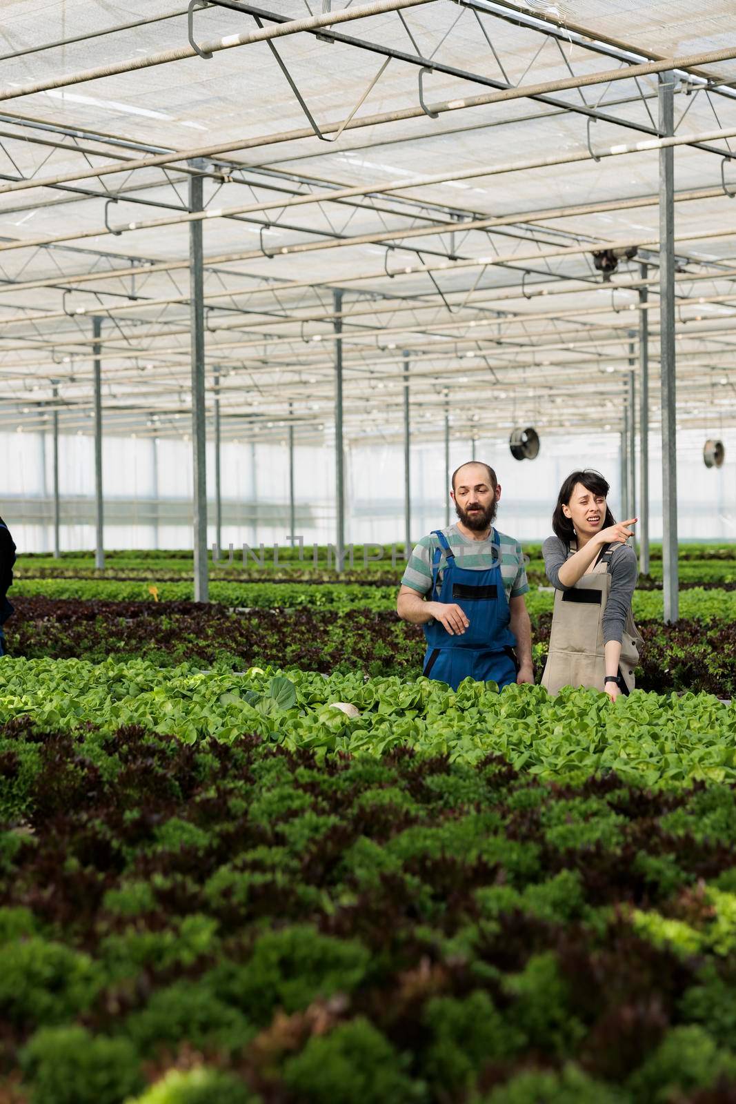 Man and woman cultivating salad in hydroponic enviroment pointing at another row bio green lettuce by DCStudio