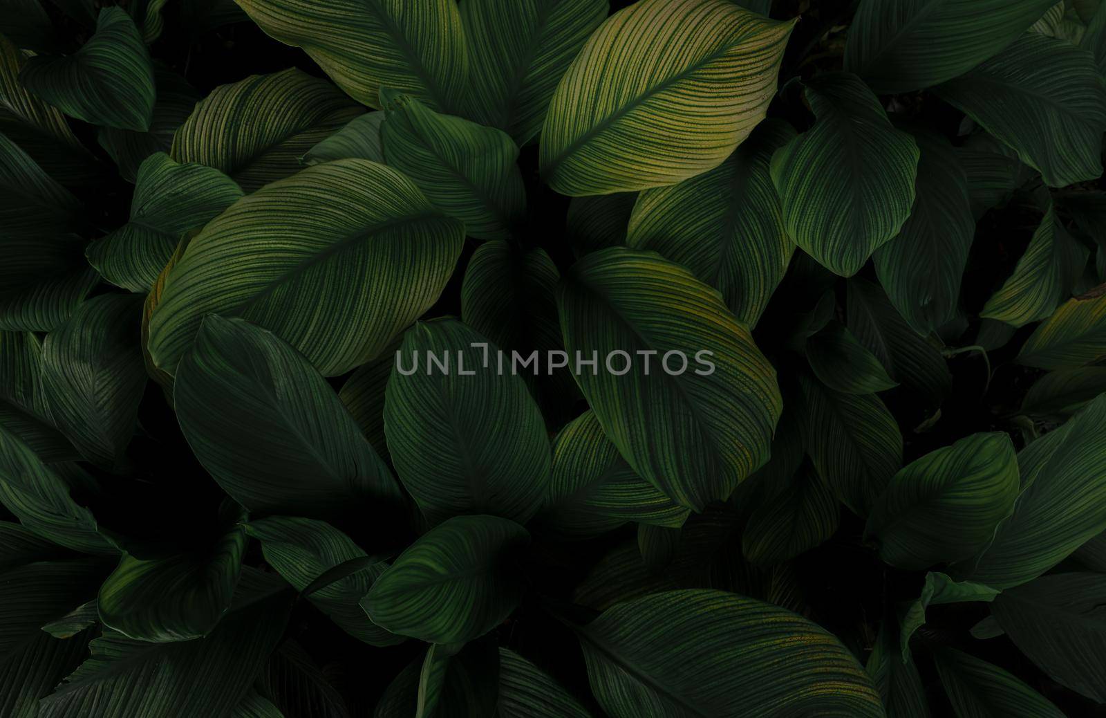 Closeup green leaves of tropical plant in garden. Dense dark green leaf with beauty pattern texture background. Green leaves for spa background. Green wallpaper. Top view ornamental plant in garden.