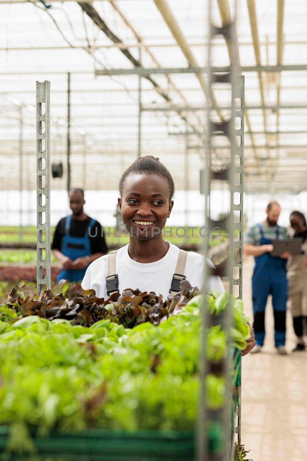 Smiling african american working in greenhouse pushing rack of crates with lettuce from sustainable sources by DCStudio