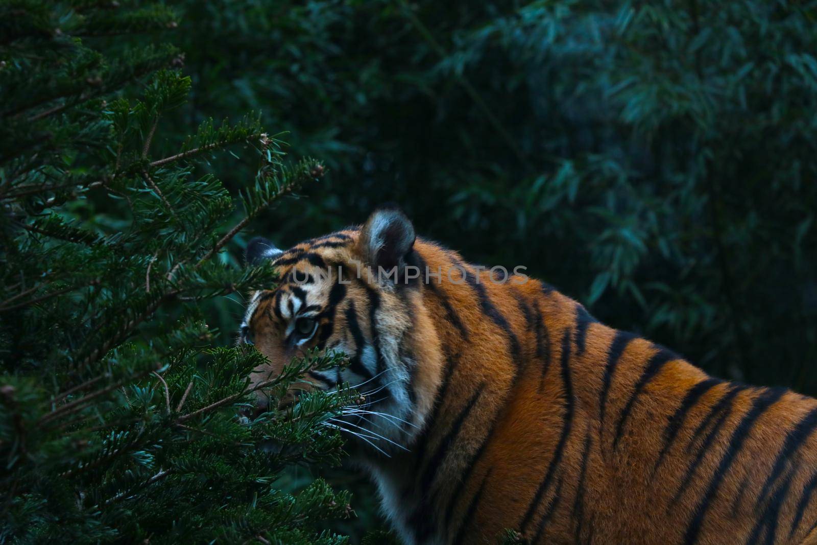 Beautiful tiger in the wild. Wildcat, predator. by kip02kas