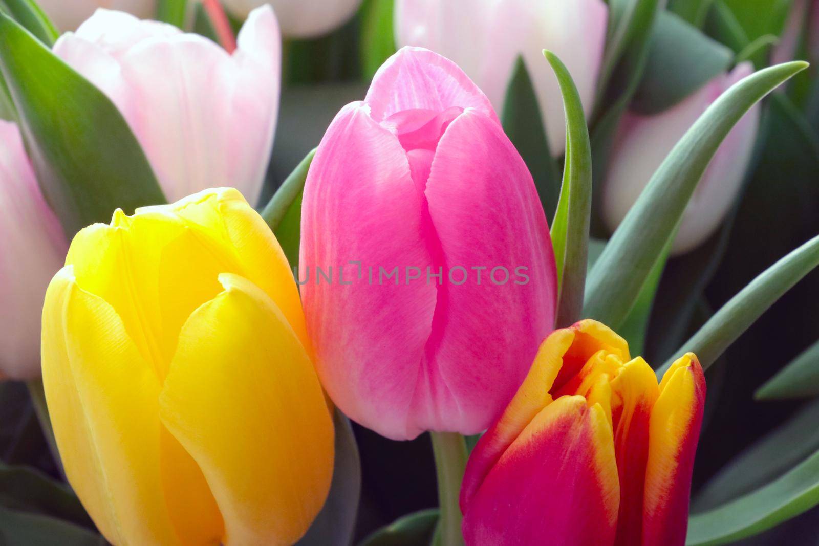 Bouquet of fresh colorful flowers. Congratulations on the holiday. Bouquet of tulips