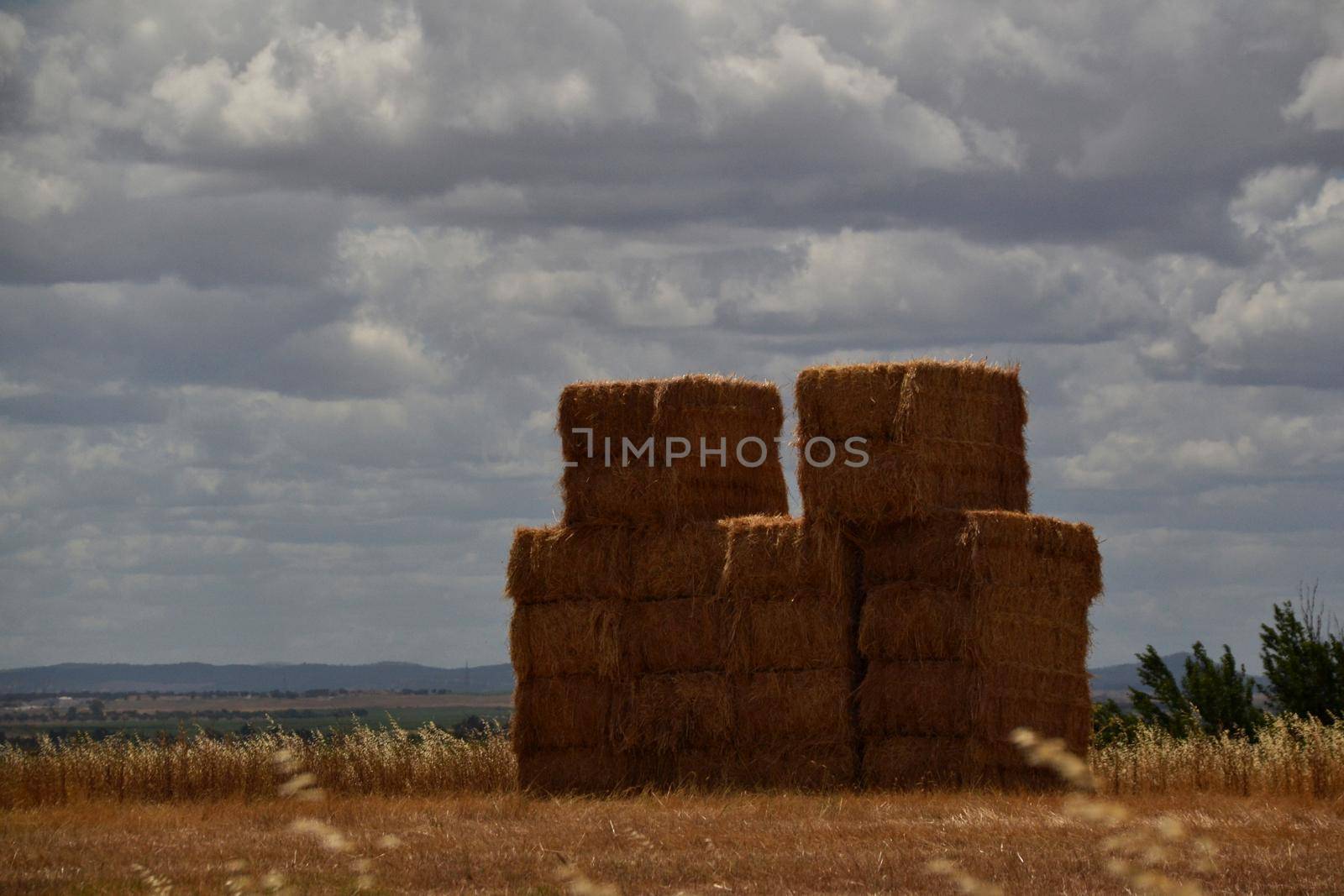 Straw bales piled up in the countryside waiting to be transported