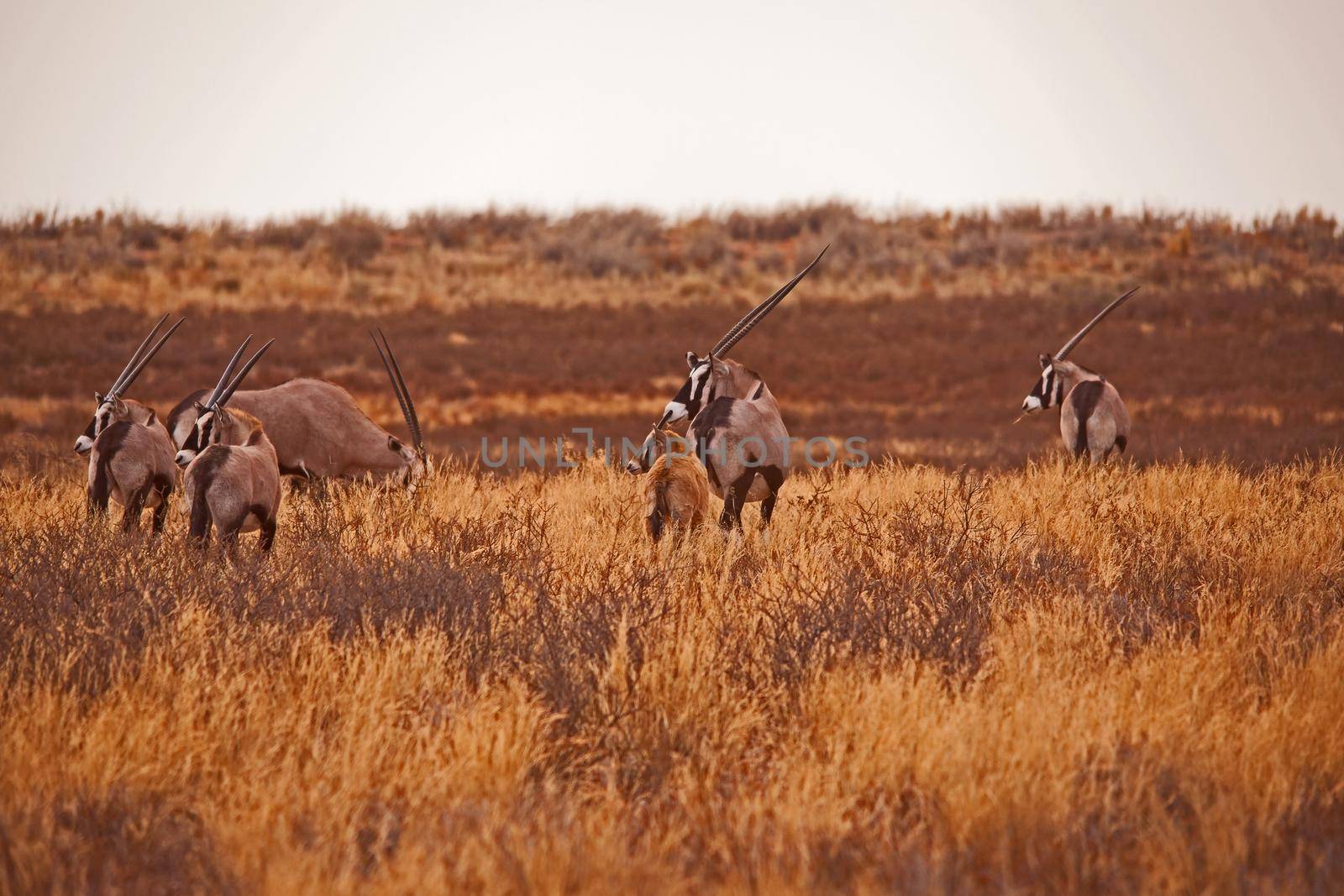 Herd of Kalahari Oryx 5088 by kobus_peche