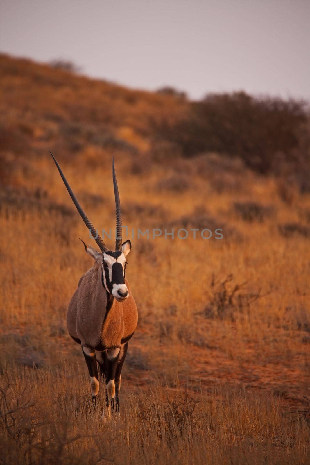 Lone Kalahari Oryx 5090 by kobus_peche