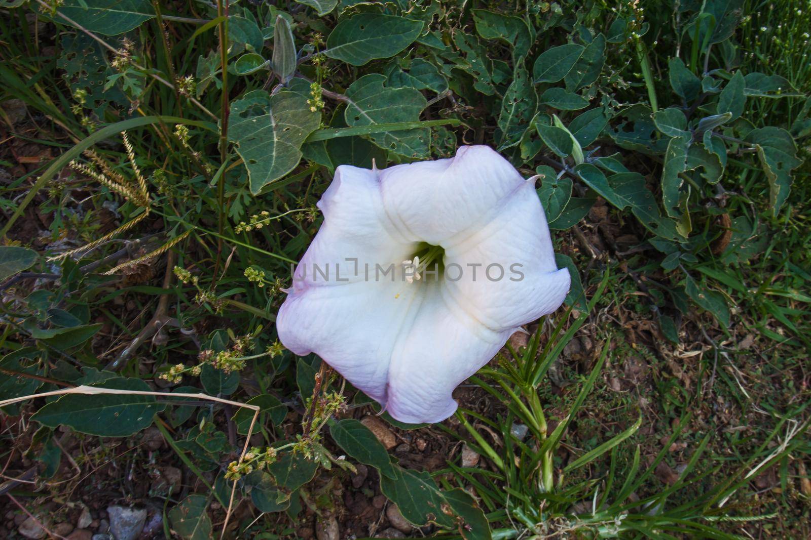 A single white flower of the Moonflower (Ipomoea alba)