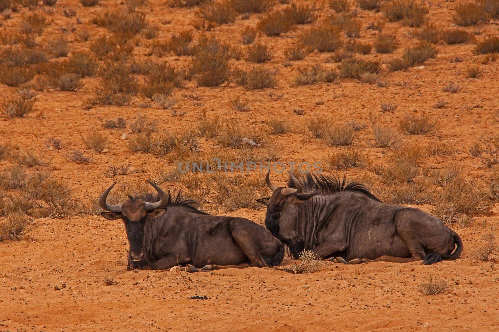 Two Common wildebeest (Connochaetes, taurinus) in the Kgalagadi Transfrontier Park, South Africa