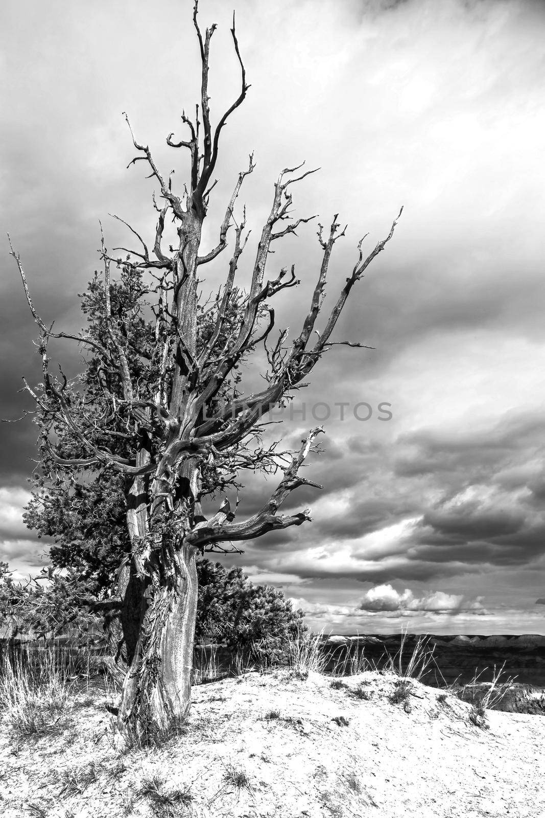 Limber Pine 2521 BW by kobus_peche