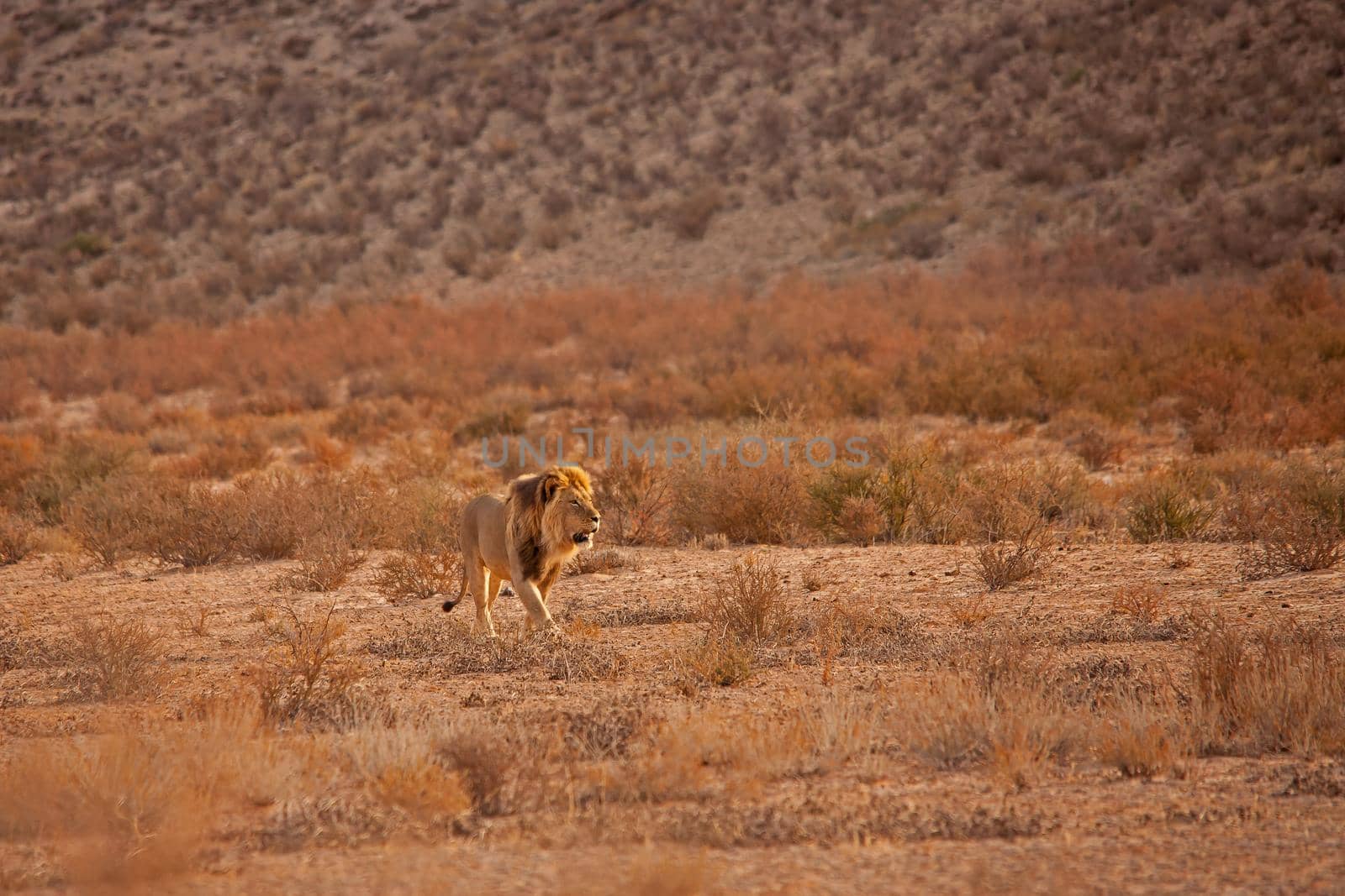 Kalahari Lion 5115 by kobus_peche