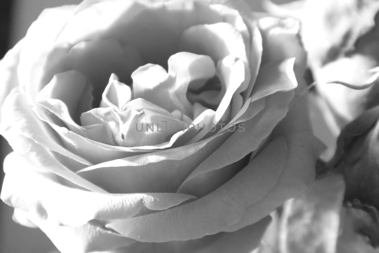 Close-up of a single rose flower, black and white photography, monochrome, minimalism.