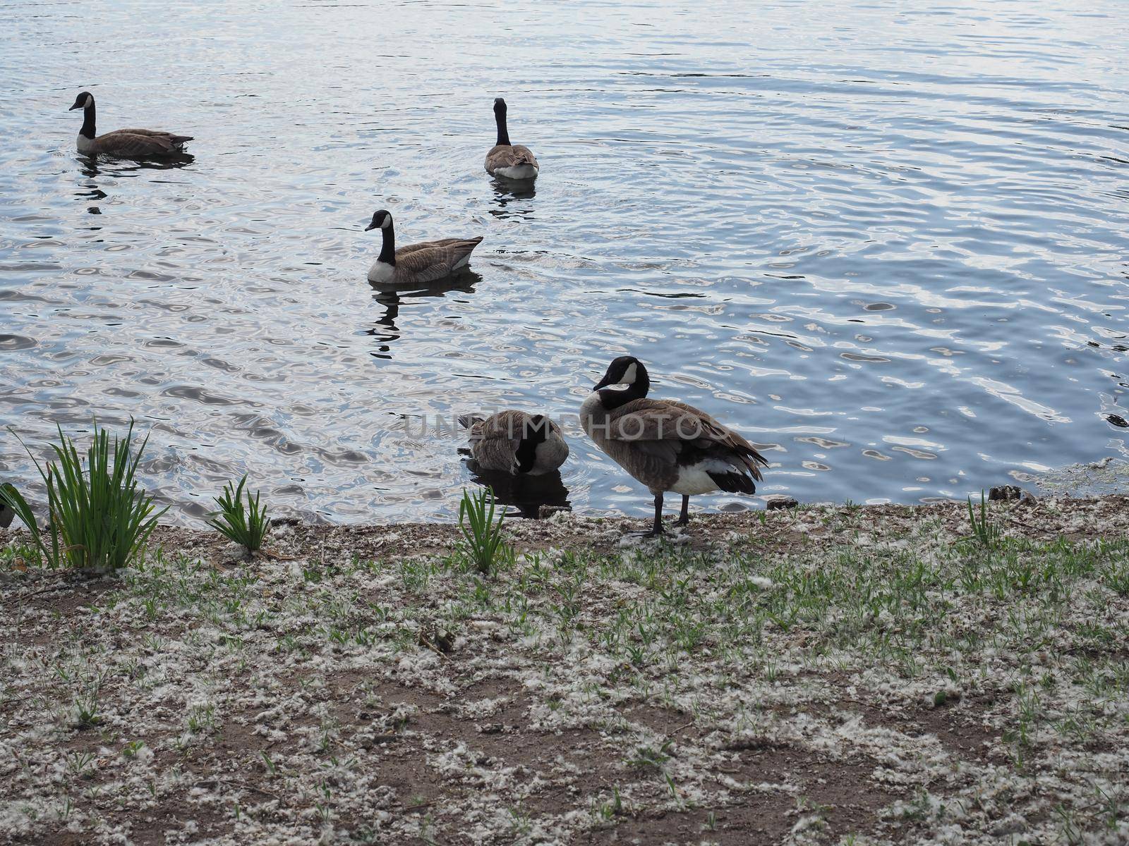 ducks in a pond by claudiodivizia
