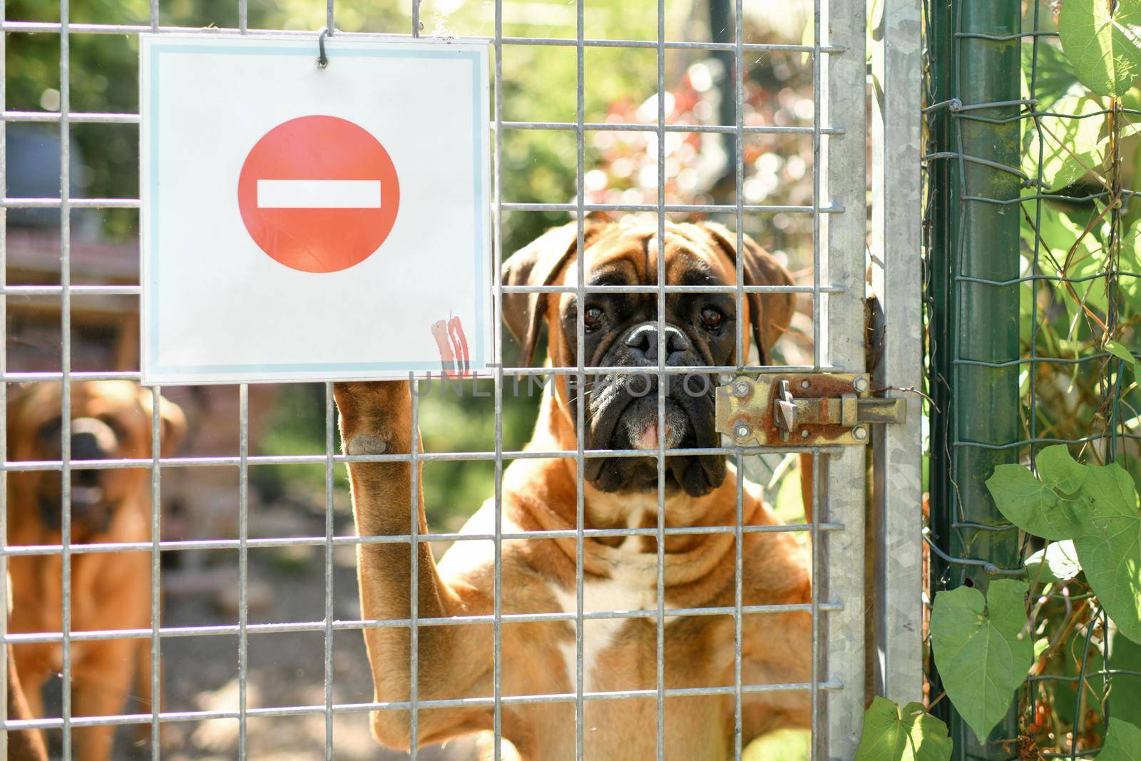 A warning sign - Boxer dog guarding the house