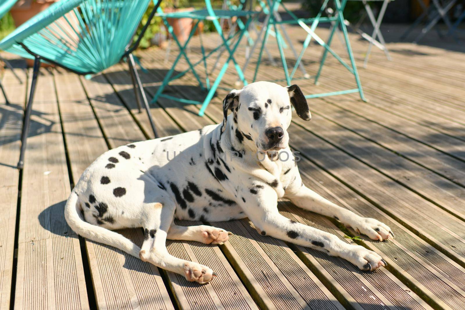 Dalmatian sleeps in a restaurant on a wooden floor