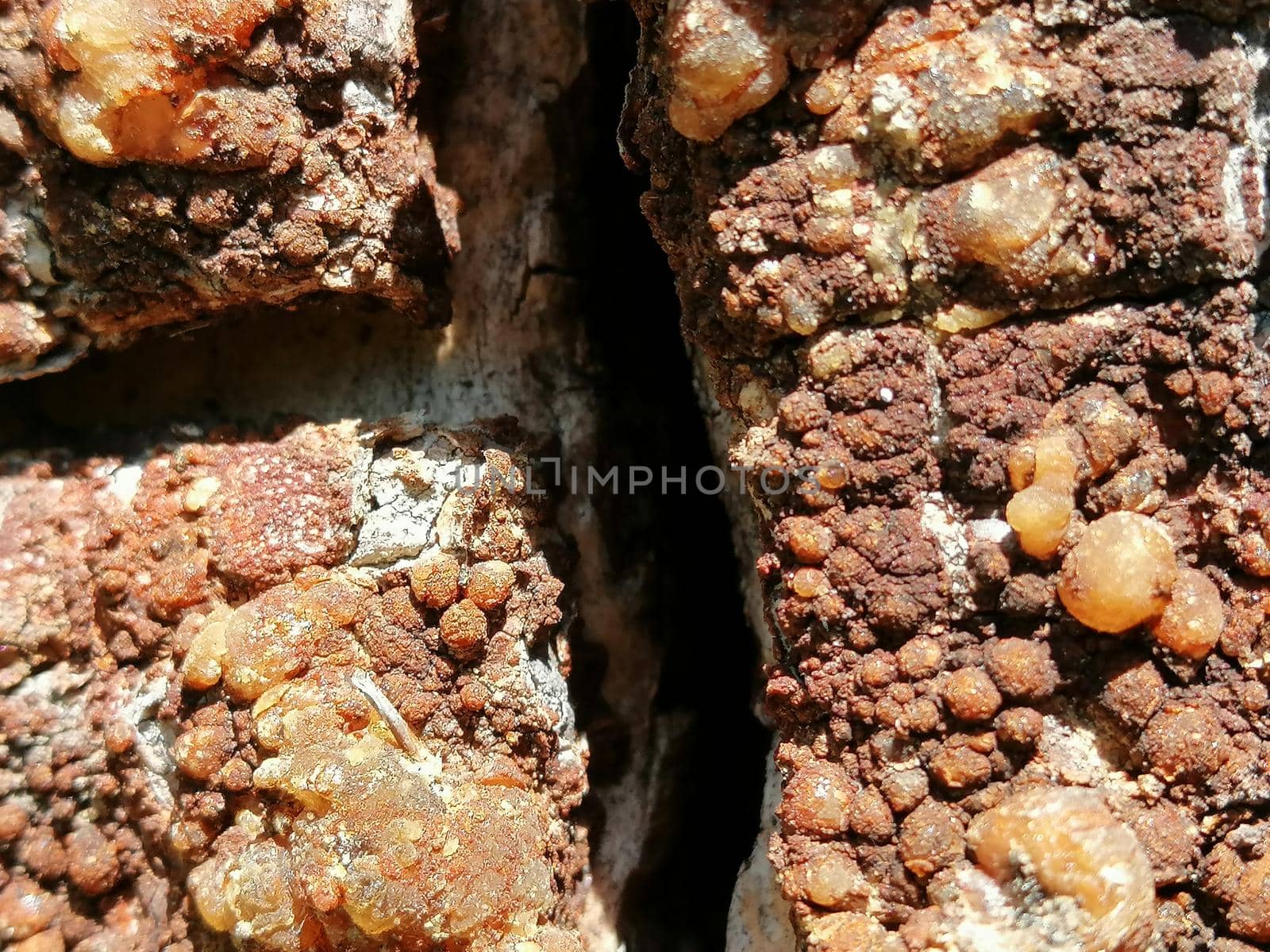 Bark and resin texture. Close up photo by Lenkapenka