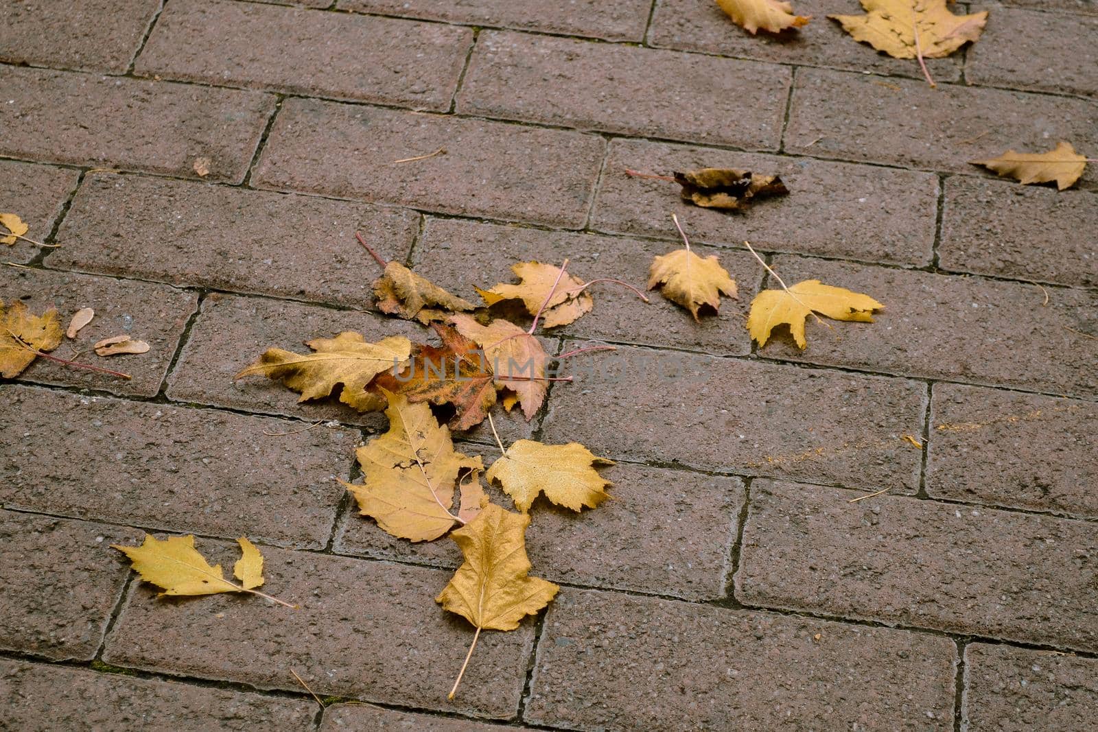 Yellow fallen maple leaves on the sidewalk