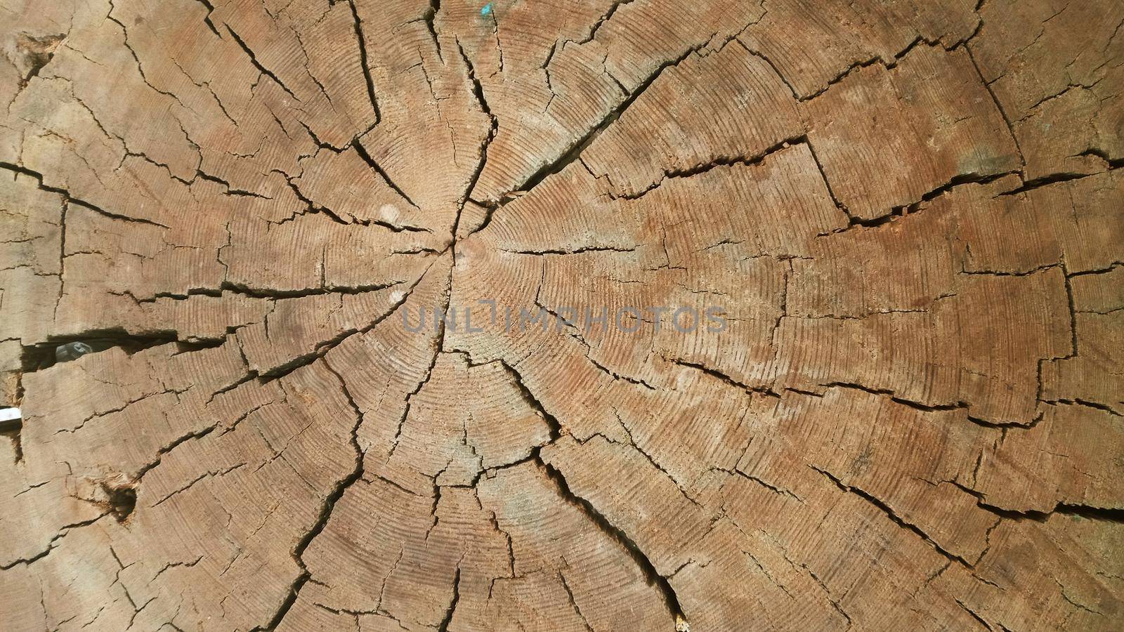 Close-up dried out and cracked tree trunk Abstract texture of a cracked tree, texture heartwood background. Wood texture for background.