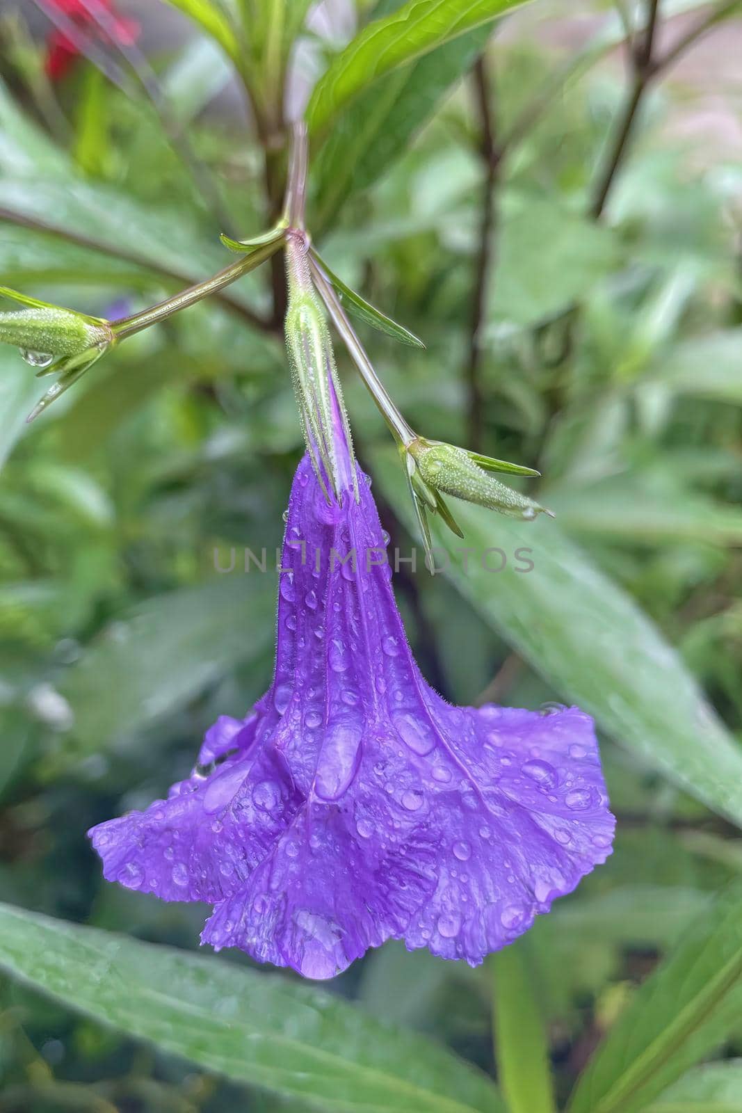 Ruellia is a genus of flowering plants commonly known as ruellias or wild petunias