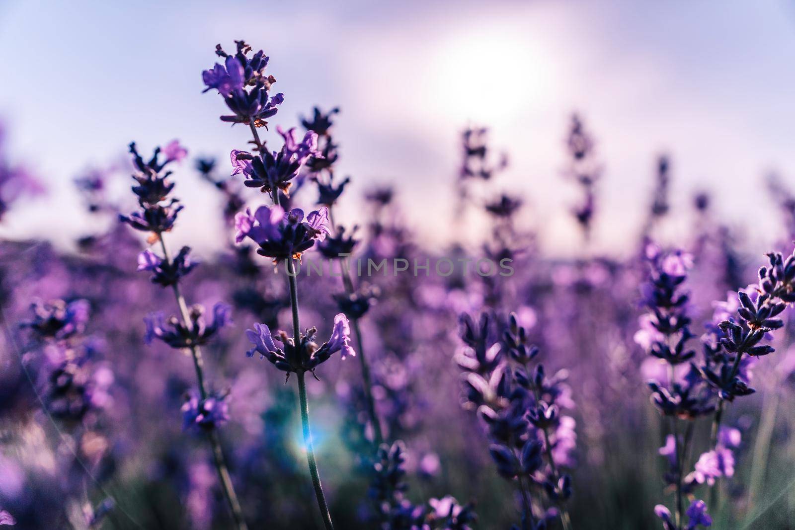 Close up Lavender flower blooming scented fields in endless rows on sunset. Selective focus on Bushes of lavender purple aromatic flowers at lavender fields