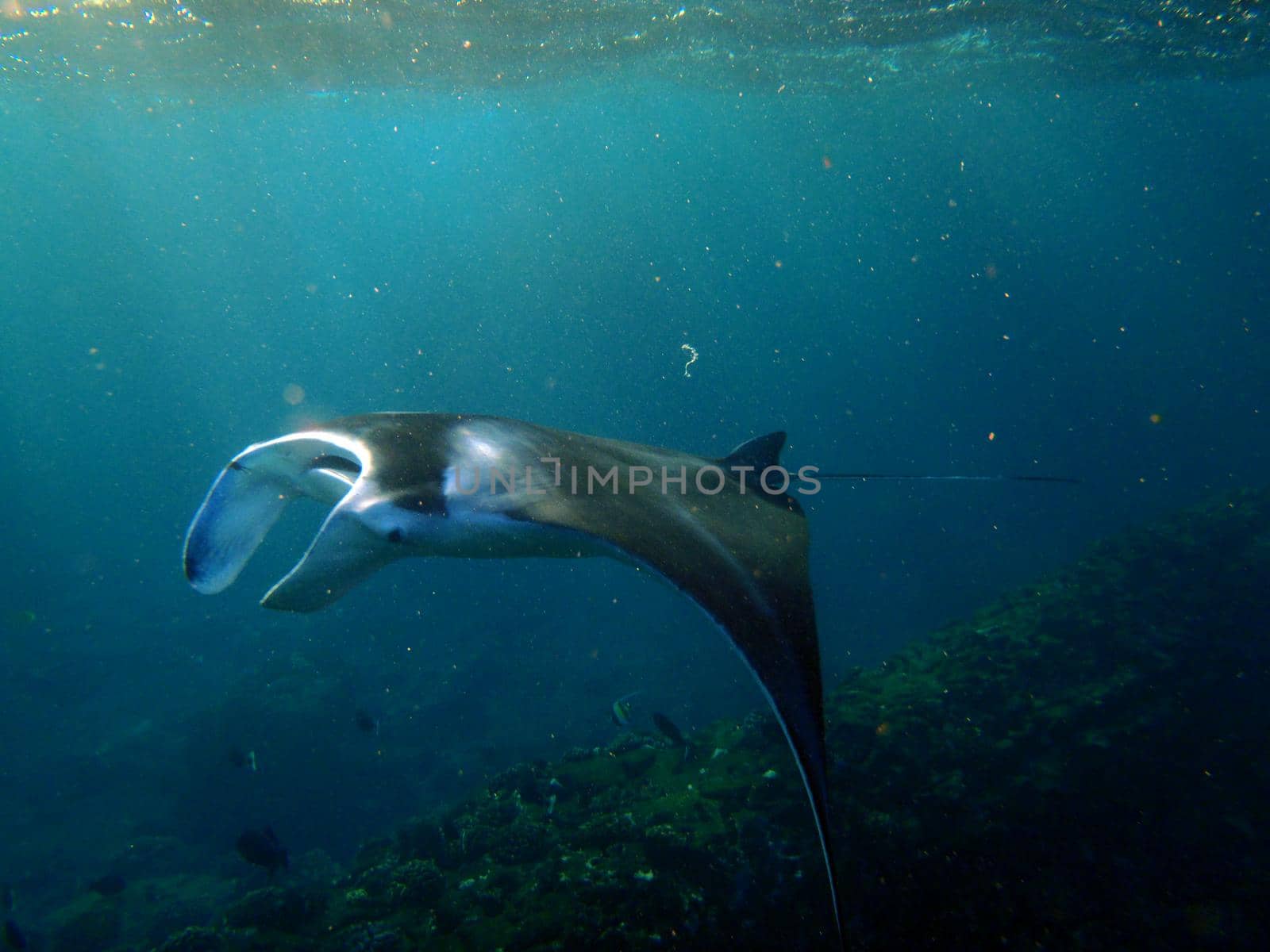 Large Manta Ray swims under the waves among small fish in Hanamau Bay on Oahu, Hawaii