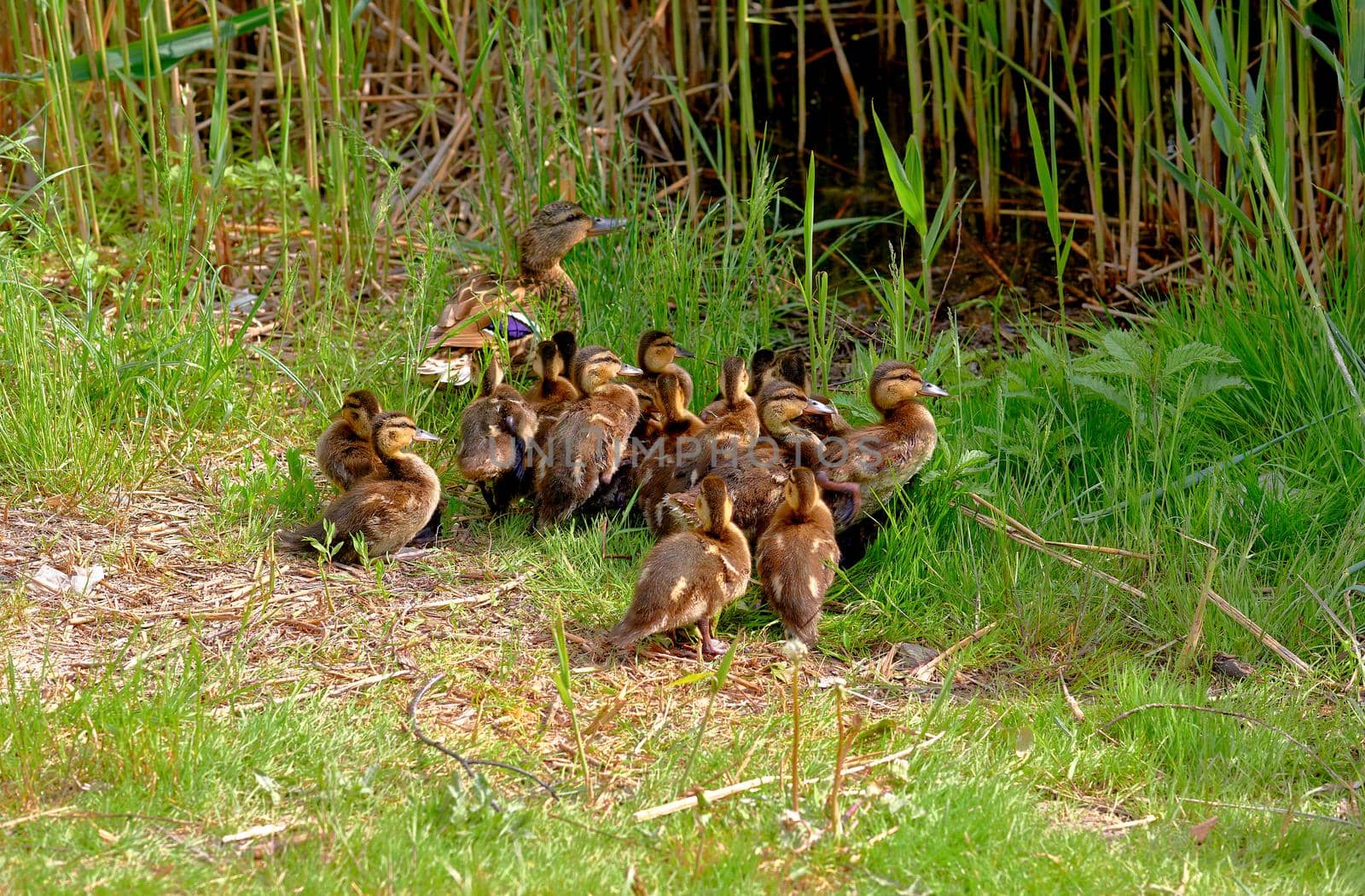 Mom wild brown duck leads her baby ducklings to the water in the reeds by jovani68