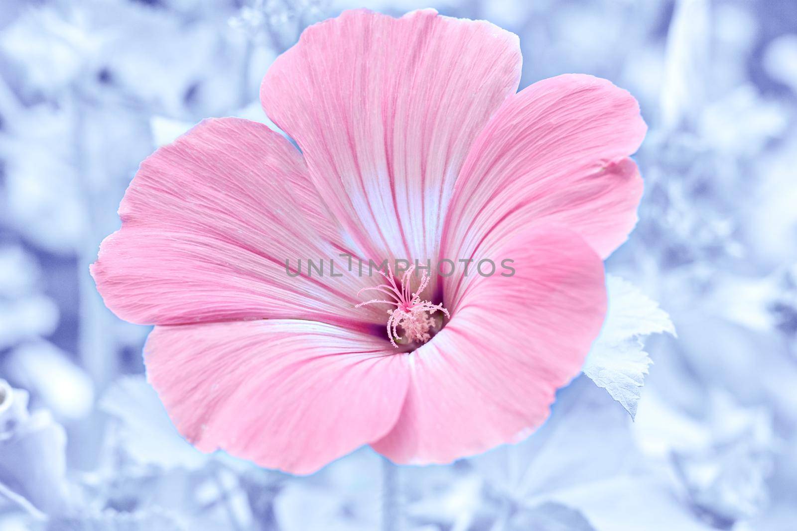 a plant of the mallow family, grown in warm climates for its large brightly colored flowers or for products such as fiber or timber. Delicate pink flower hibiscus close up on frozen on a purple blue