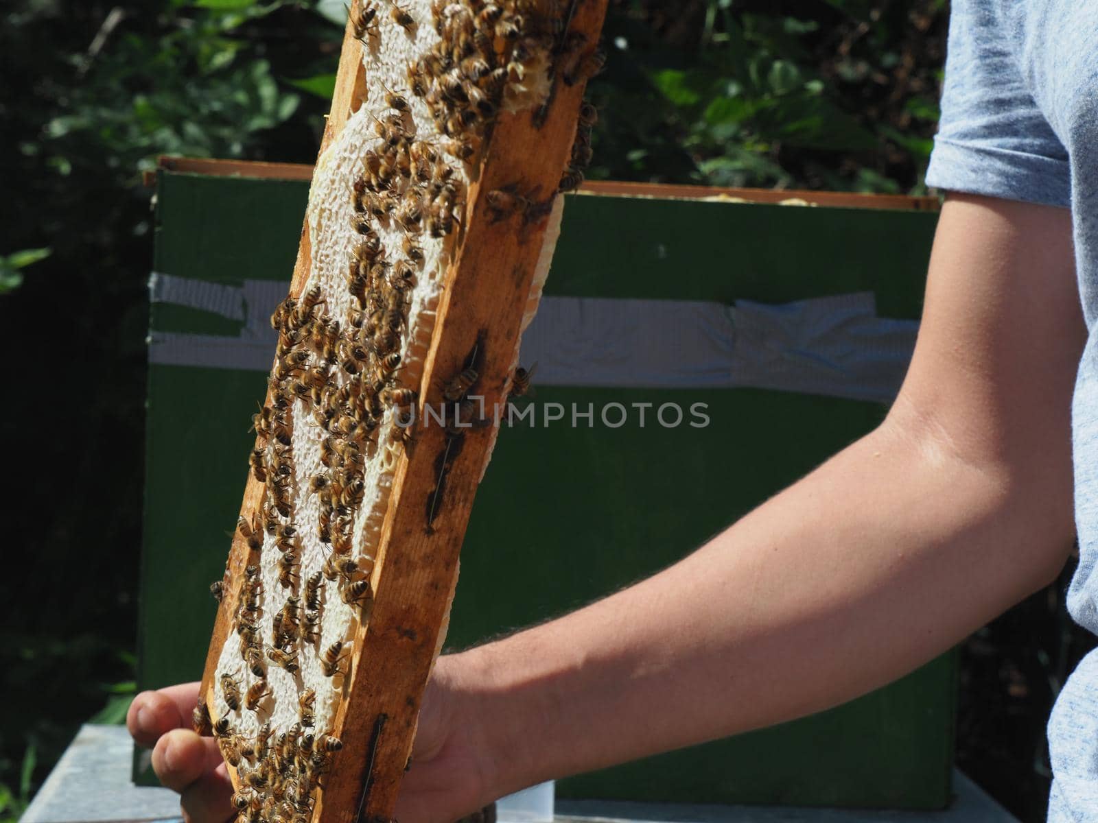 Beekeeper working with bees and beehives on the apiary. Beekeeping concept. Beekeeper harvesting honey Beekeeper on apiary.