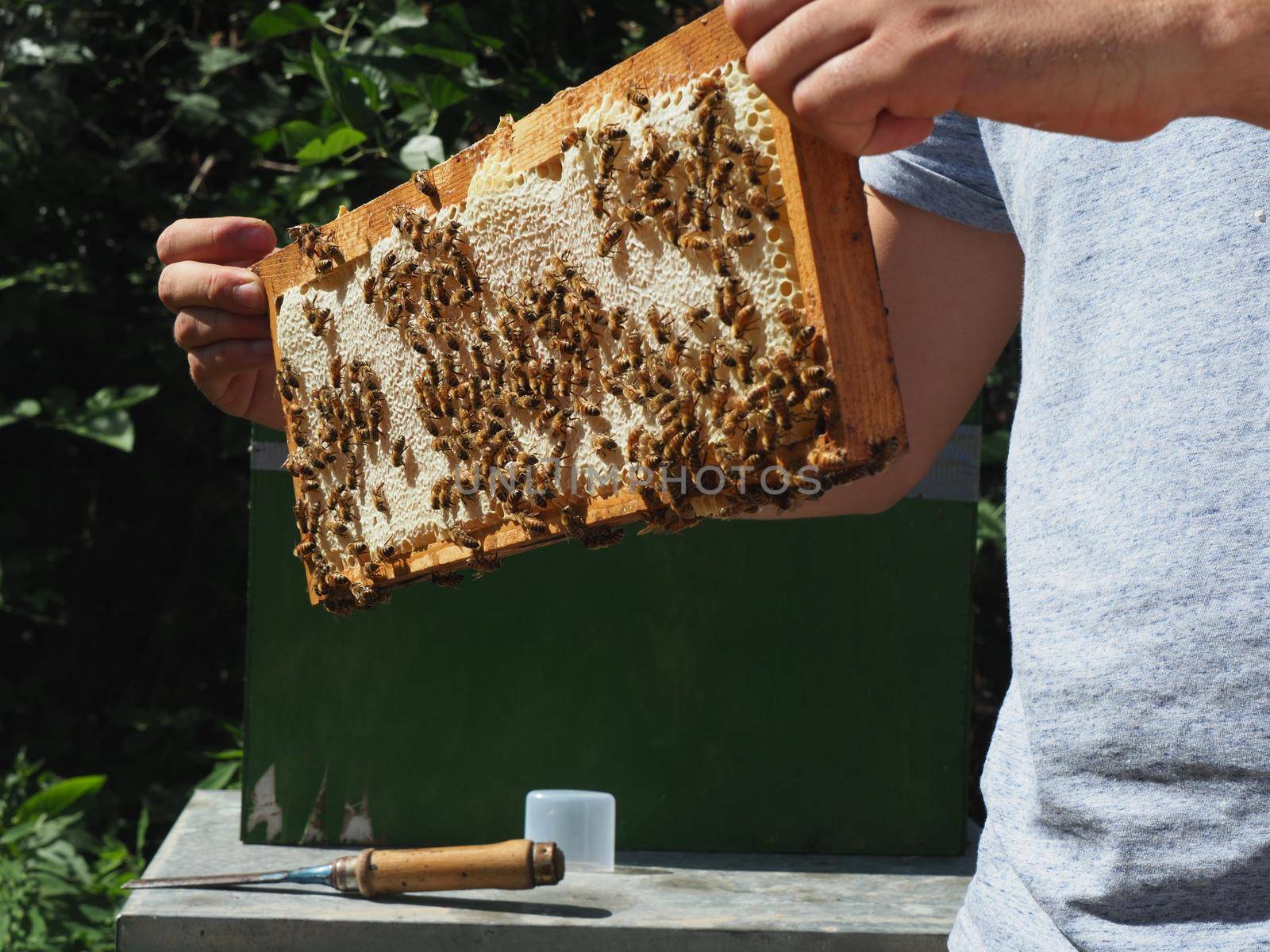 Master bee keeper pulls out a frame with honey from the beehive in the colony. by verbano