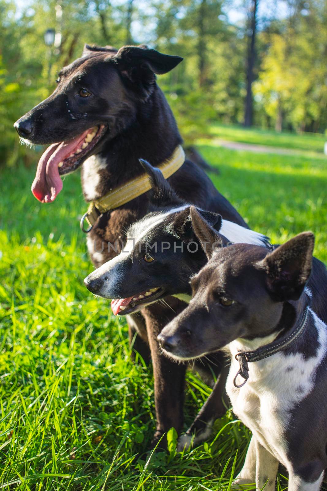 head shot of three white and black dogs of blurry green background. Side profile view. Group side view portrait of dog of different breeds