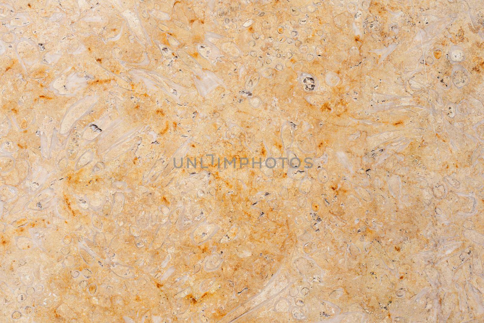 Close-up of rough limestone surface. Shell rock coquina texture. Natural background by Andelov13