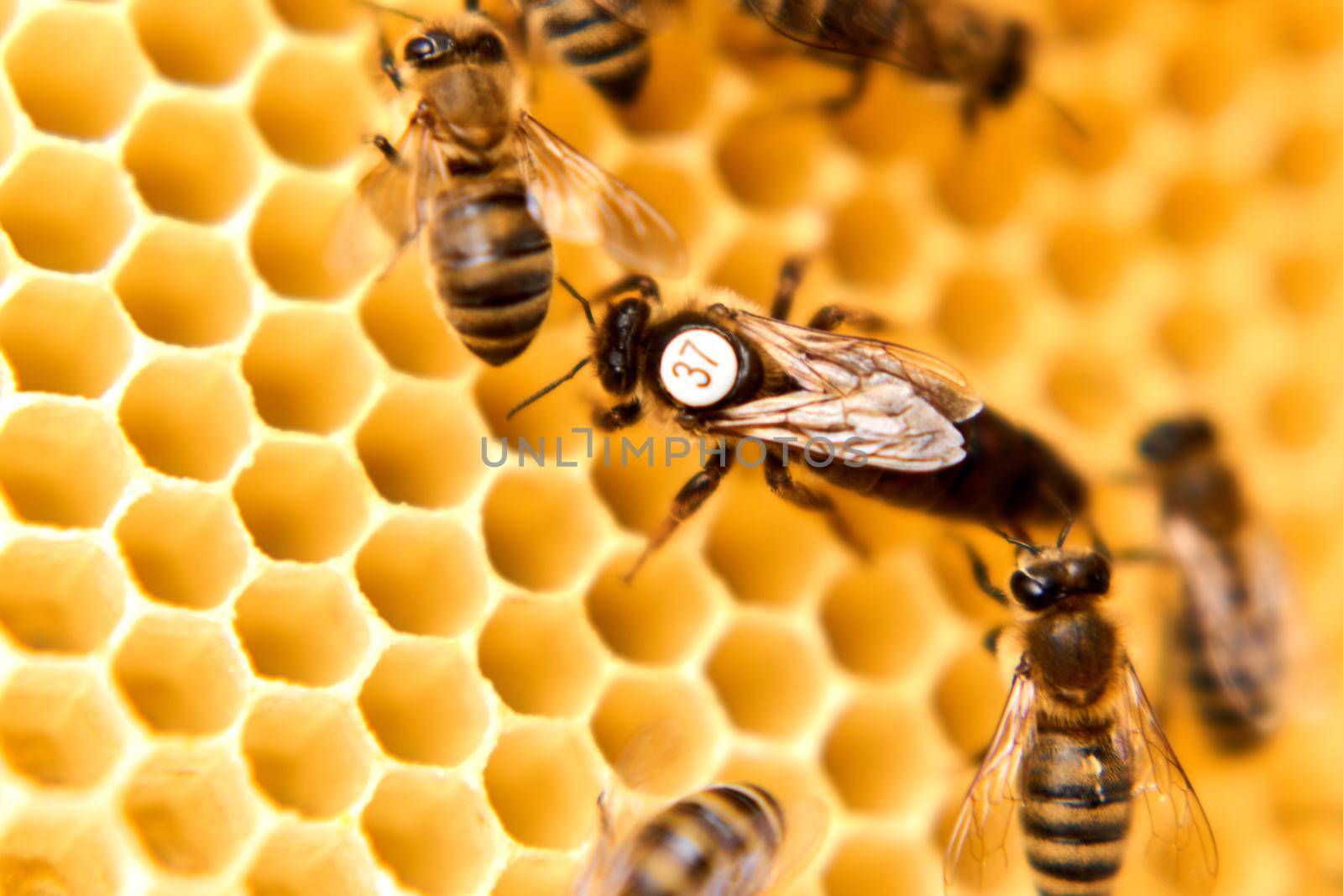 Queen bee with a number on the back in an artificial hive