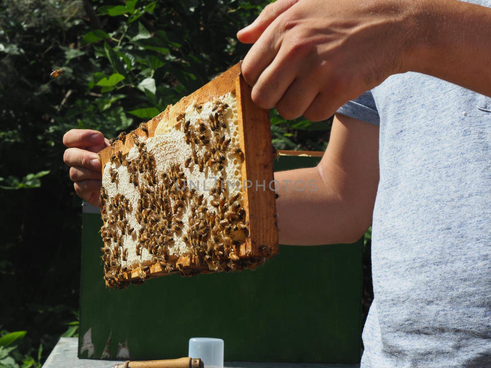 Master bee keeper pulls out a frame with honey from the beehive in the colony. by verbano