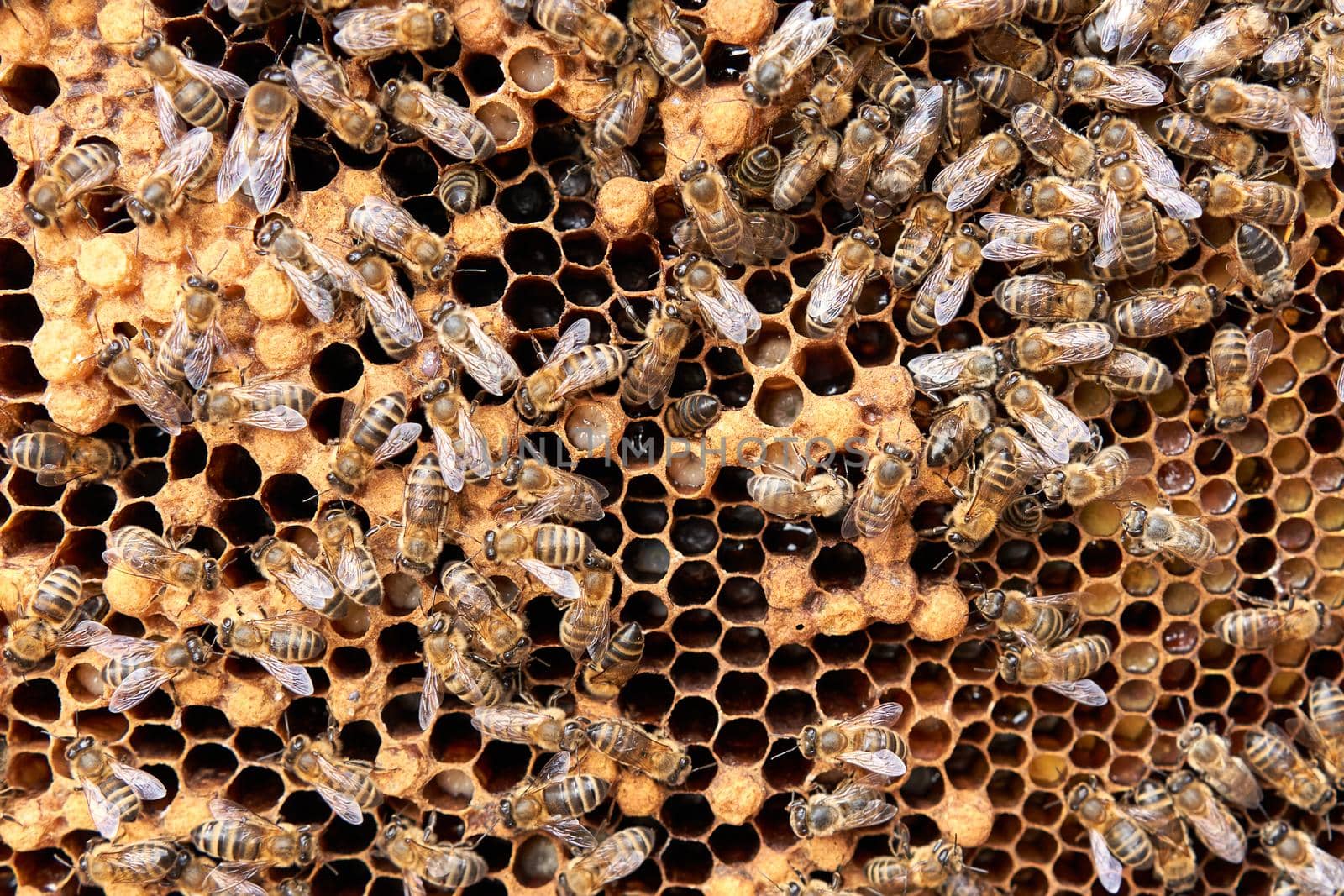 Close up photo of many bees in a hive with honey